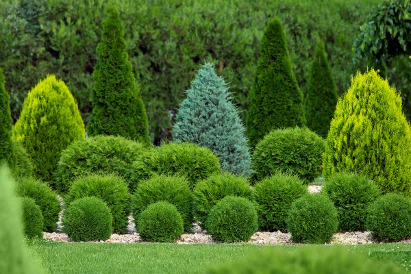 Bush Shaping Service in Pickerington