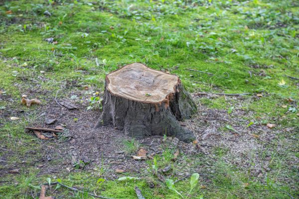 Bush Stump Removal in Pickerington