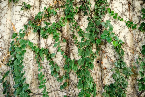 Vine Removal Service in Pickerington