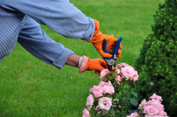 Rose Shrub Eradication