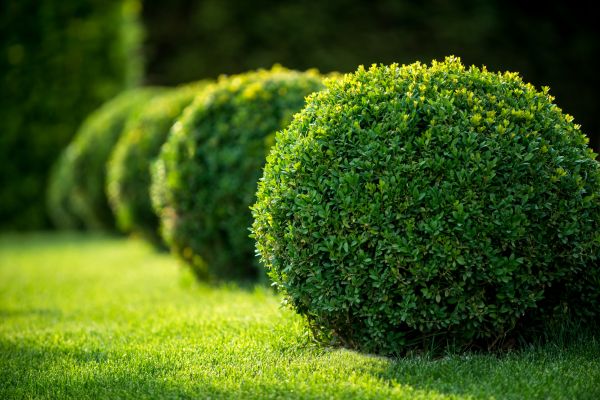 Cost of Bush Pruning in Pickerington