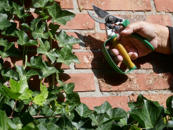 Ivy Removal Service in Pickerington
