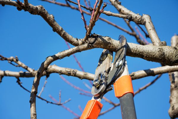 Selective Pruning in Pickerington