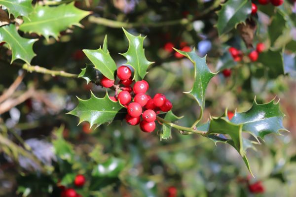Holly Tree Trimming in Pickerington