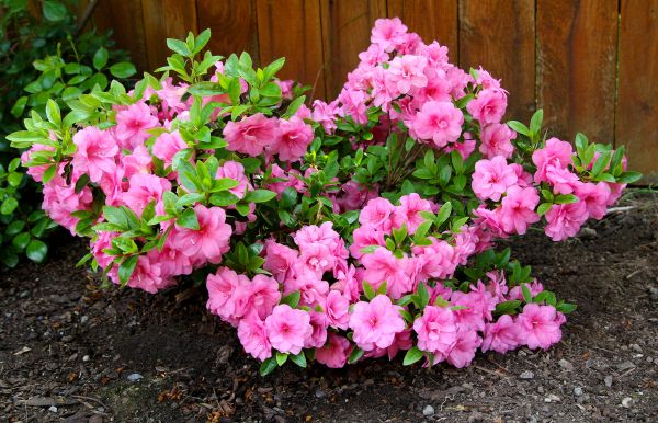 Azaleas Removal in Pickerington