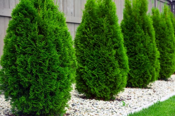 Arborvitae Pruning in Pickerington