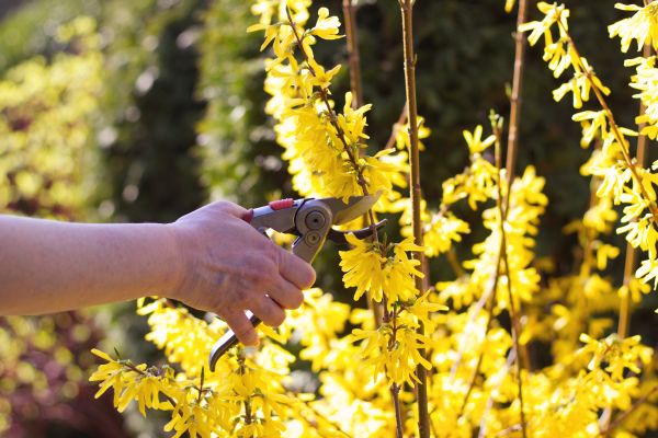 Forsythia Pruning in Pickerington