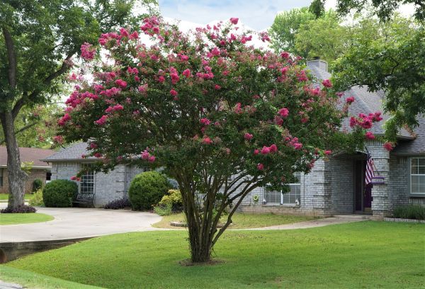 Crepe Myrtle Trimming in Pickerington