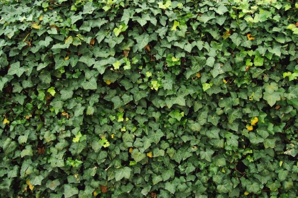 Ivy Pruning service in Pickerington
