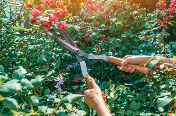 Knockout Roses Pruning in Pickerington