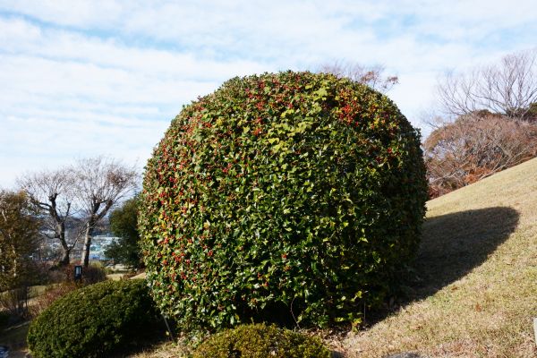 Holly Shrub Pruning in Pickerington
