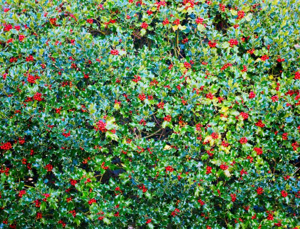 Holly Bush Removal in Pickerington