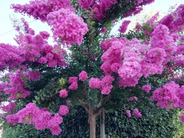 Crape Myrtle Pruning in Pickerington