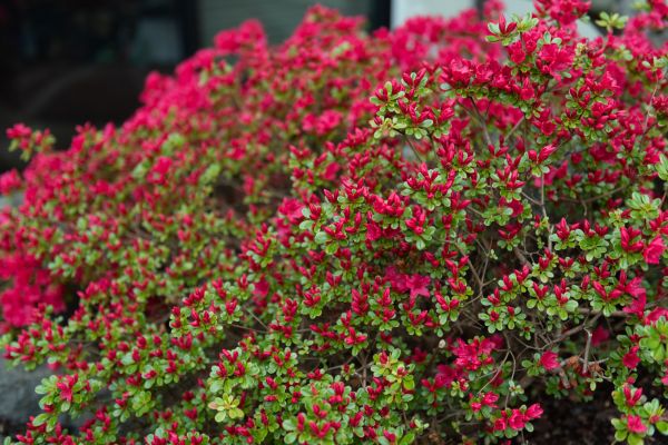 Weigela Removal Service in Pickerington