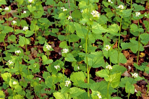 Garlic Mustard Removal in Pickerington