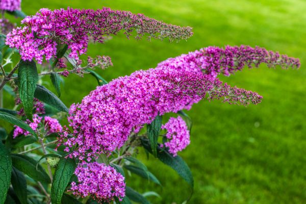 Butterfly Bush Removal in Pickerington