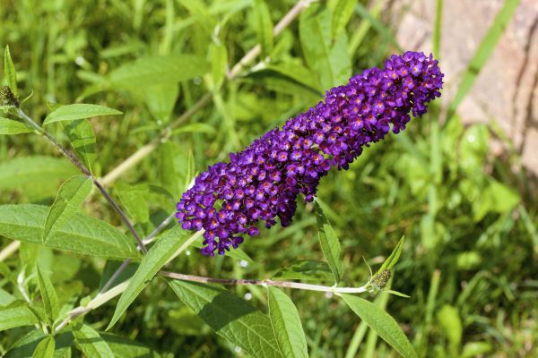 Butterfly Bush Pruning in Pickerington