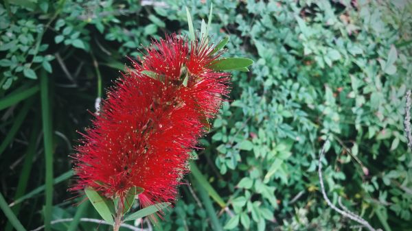 Bottlebrush Pruning in Pickerington