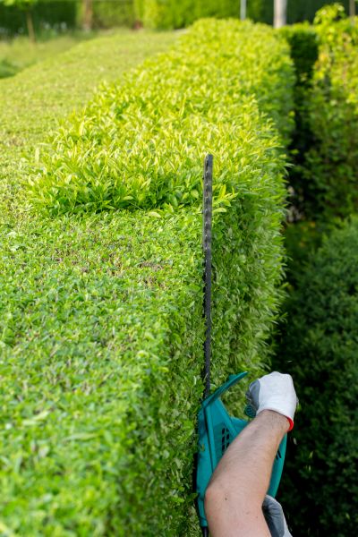 Hedge Trimming in Pickerington