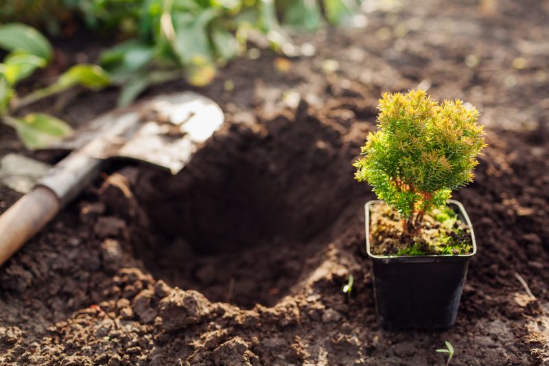 Arborvitae Pruning