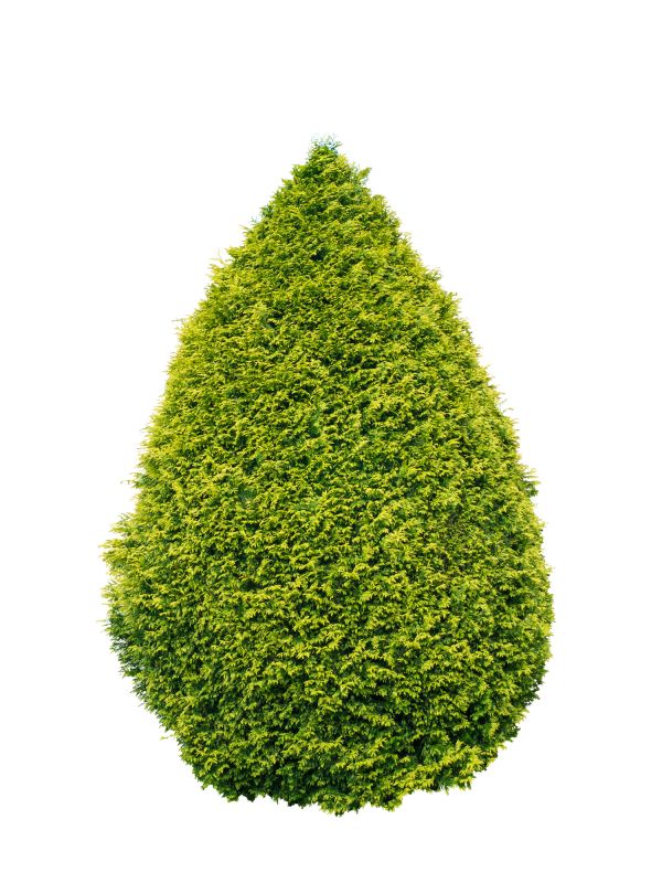 Arborvitae Pruning