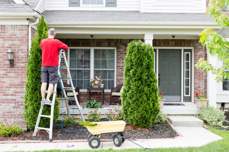 Arborvitae Pruning