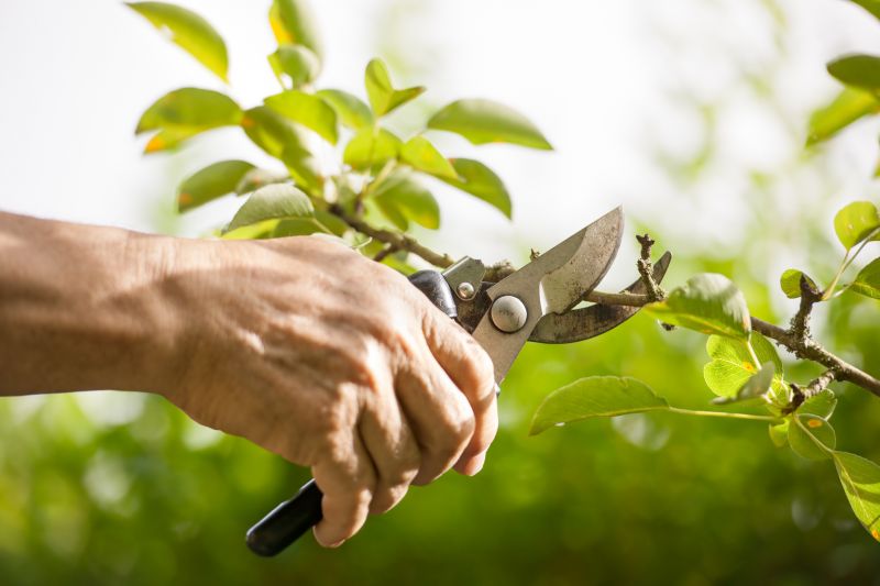 Arborvitae Pruning