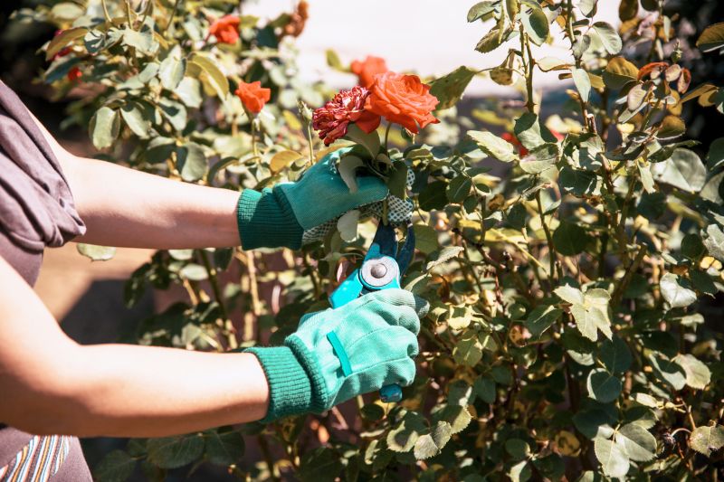 Azalea Pruning