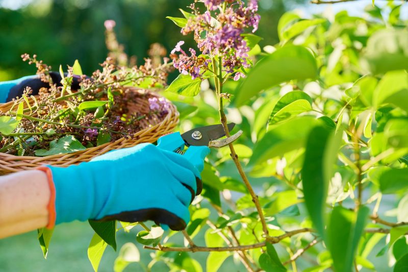 Azalea Pruning