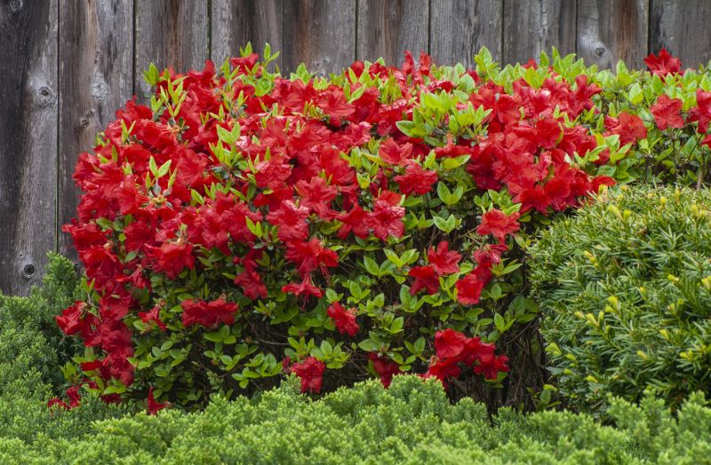 Azalea Pruning