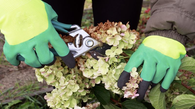 Azalea Pruning