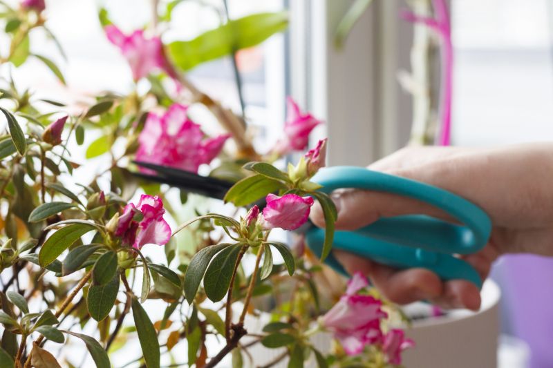 Azalea Pruning