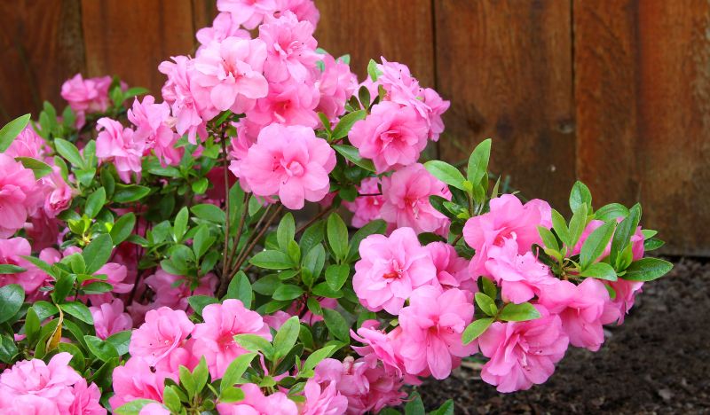 Azalea Pruning
