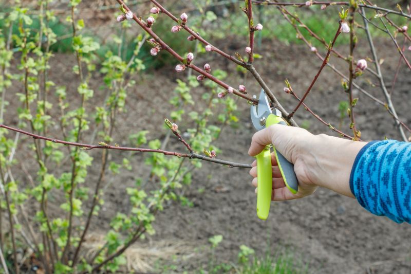 Azalea Pruning