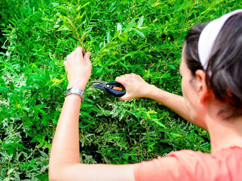 Boxwood Pruning