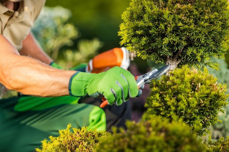 Boxwood Pruning