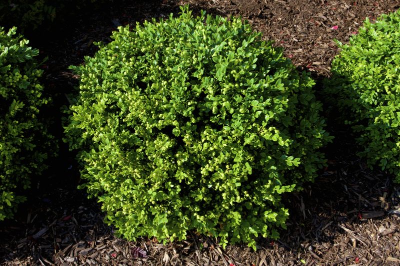 Boxwood Pruning