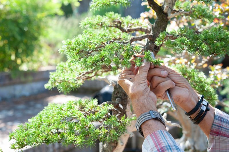 Boxwood Pruning