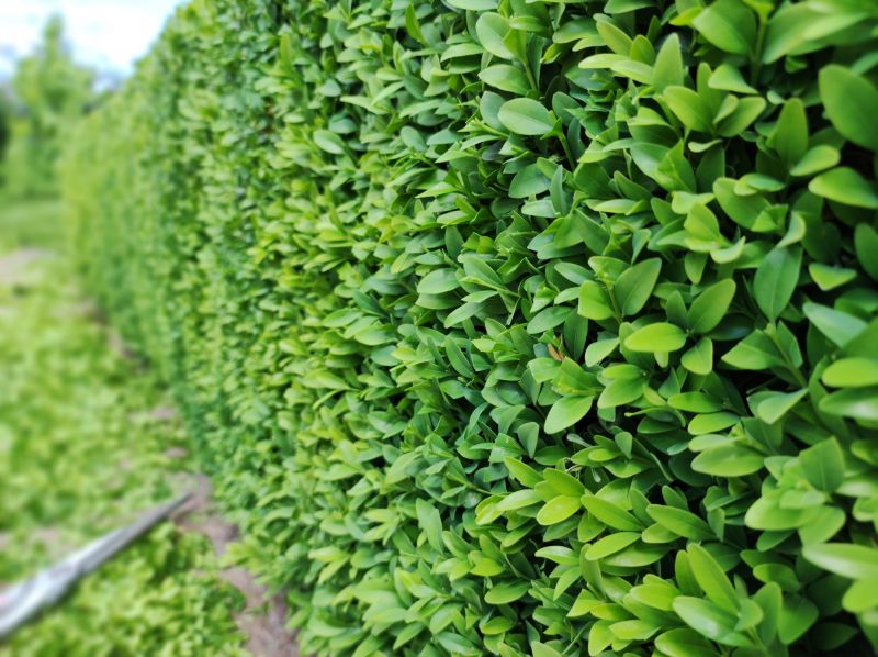 Boxwood Pruning