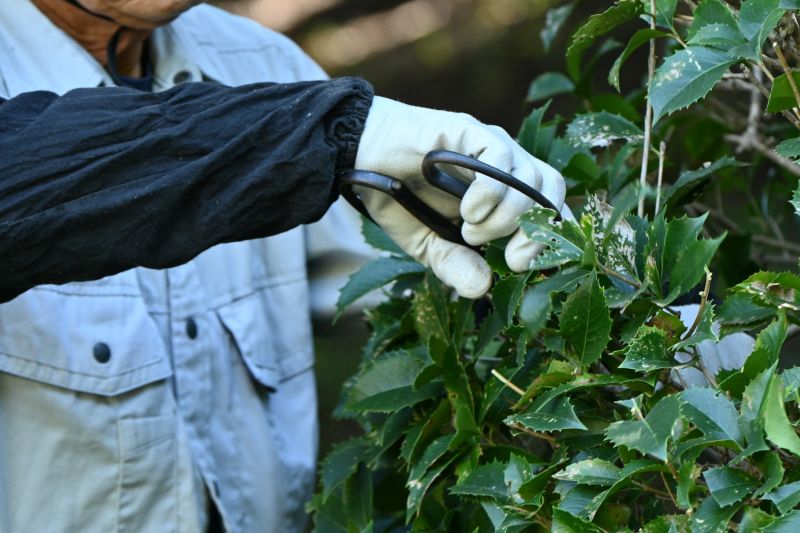 Boxwood Pruning