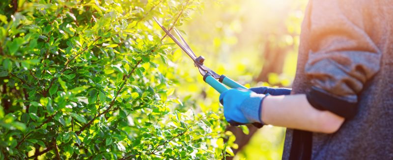 Shrub Pruning detail