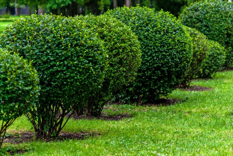 Trimmed Boxwoods