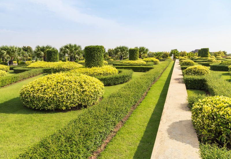 Shrubs Trimming