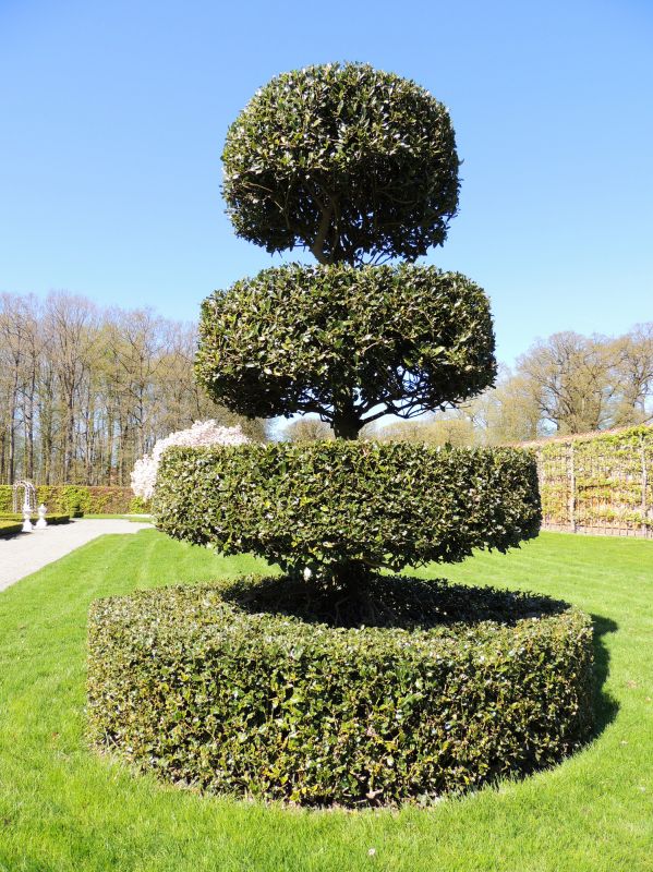 Topiary Shaping